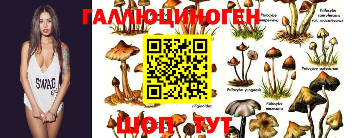 Галлюциногенные грибы GOLDEN TEACHER Лесозаводск